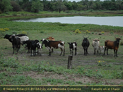 Producción de carne en el Chaco paraguayo
