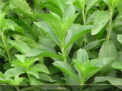 Stevia